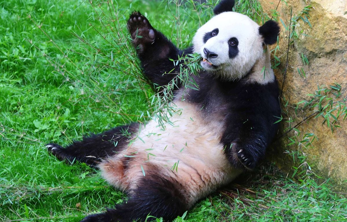 Moins de 20 pays dans le monde accueillent des pandas loués par la Chine