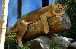 En France, la pratique discrète mais autorisée d’abattage d’animaux en zoos