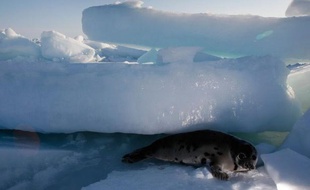 Les bébés phoques sont très nombreux à périr au large de la côte est du Canada en raison de l'absence de glaces, leur habitat naturel, selon des chercheurs américains qui se sont demandés mercredi si la survie même de cette population n'était pas en danger.