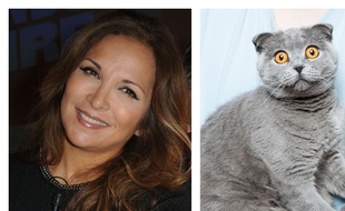 Collage Fotor d'Hélène Ségara, chanteuse (PJB/SIPA) et d'un chat (Andrew Umansky/Unsplash)