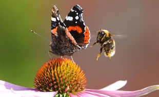 Les insectes volants jouent en effet un rôle crucial dans la pollinisation de 80 % des plantes sauvages.