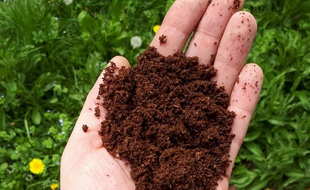 Du compost réalisé par l'association Les Alchimistes.