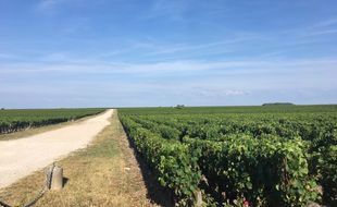Vignes. Médoc. Bordelais.
