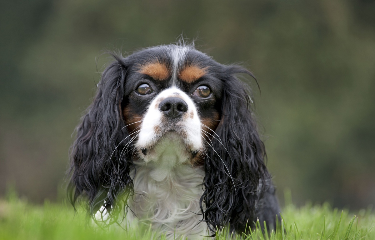 Elevage Cavalier King Charles Cotes D Armor Bien-être animal : L'élevage de deux races de chien très populaires  interdit en Norvège