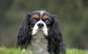 Illustration d'un cavalier King Charles.