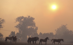 Des chevaux menacés par un incendie à Simi Valley, près de Los Angeles, le 30 octobre 2019.