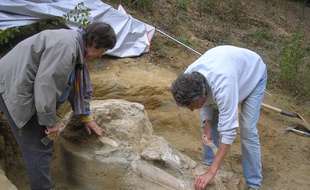 La découverte d'un mastodonte des Pyrénées a été réalisée au sud de la Haute-Garonne.