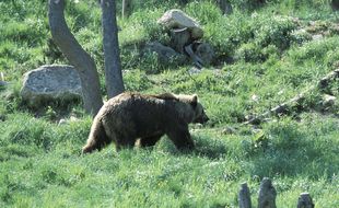 Ours dans les Pyrénées