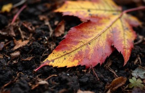 Vous pensiez bien pailler votre sol en automne ? Vous faites peut être ces erreurs courantes comme 90% des Français