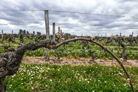 Dans un vignoble près de Bordeaux, le 10 avril 2021.