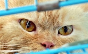 Un vaccin contre l'allergie aux chats a été testé avec succès sur... des souris, a annoncé vendredi l'Institut suisse de recherche sur les allergies et l'asthme (SIAF).