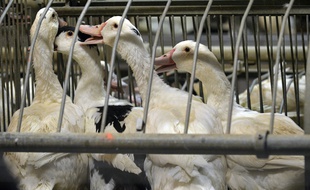 360.000 canards vont être abattus dans les Landes pour tenter d'éradiquer le virus H5N8 de la grippe aviaire.