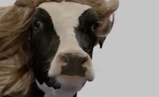 Une vache avec une perruque (illustration).