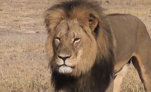 Le lion Cecil, au Zimbabwe.