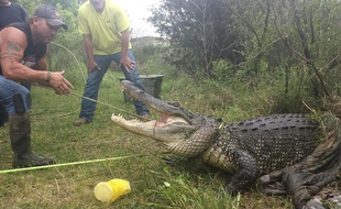 Photo de Jana Saurage montrant Gary Saurage devant un alligator à Groves, Texas, le 6 avril 2015.