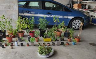Les plants de cannabis saisis par la gendarmerie du Gard