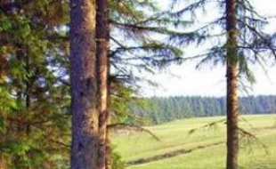 Forêt de Crychan, Royaume-Uni