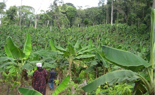 La création de ce verger écologique a permis de redynamiser l'ensemble de l'économie du village.