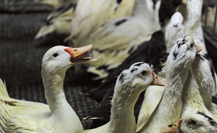 Des canards destinés à la production de foie gras dans une ferme de Saint-Rome-de-Tarn, en Aveyron, le 21 janvier 2016.