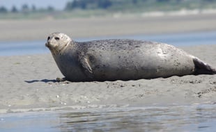 Les phoques ont été remis à l'eau sur une plage d'Yport.