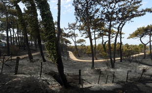 L'incendie a détruit 100 hectares de forêt à Anglet.