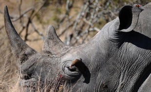 Dix-huit carcasses de rhinocéros dépouillés de leur corne ont été découvertes dans une zone près du parc national Kruger en Afrique du Sud, ont indiqué vendredi les autorités locales.