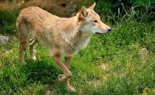 Le préfet du Var a ordonné par arrêté un tir de prélèvement de loup afin de protéger les troupeaux qui pâturent sur le camp militaire de Canjuers.