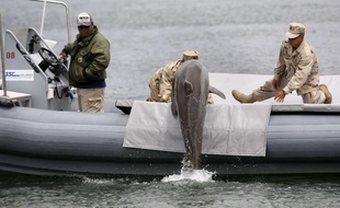 Un dauphin lors d'un entraînement de l'armée américaine dans le port de San Francisco, le 18 mai 2010.
