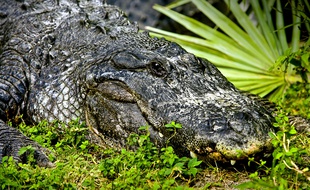 Des crocodiles sont soupçonnés de rôder au large du Port Douglas Marina dans le Queensland.