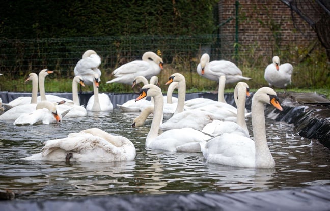 Grippe aviaire en Belgique : A Bruges, 120 cygnes retirés des canaux pour être confinés