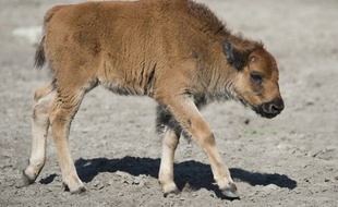 Un bébé bison (illustration).