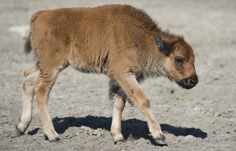 Un Bebe Bison Euthanasie A Cause Des Touristes