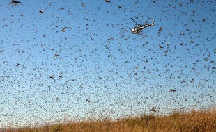 Un hélicoptère de la FAO déverse le 7 mai 2014 des pesticides sur un essaim de criquets qui menace le village de Amparihibe à Madagascar