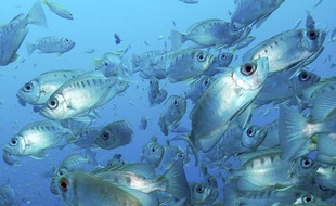 Banc de poissons en mer des Seychelles.