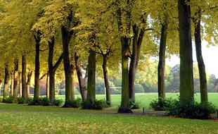 Un parc. (Illustration)