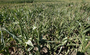 Un champ de maïs OGM près de Paillet en France en 2007
