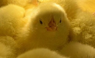 Sensibilisés par l'association de défense des animaux L214, plusieurs parlementaires s'inquiètent du sort réservé aux poussins mâles