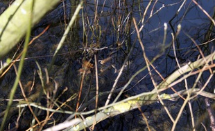 Des crapauds se reproduisent, le 13 avril 2013 au bois de Vincennes.