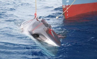 Deux navires baleiniers japonais et un navire de surveillance sont partis samedi de l'archipel nippon pour leur chasse annuelle dans l'Antarctique, ont indiqué les médias.