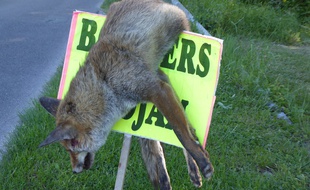 Le cadavre d'un renard a été exposé sur un panneau près du camping de Cognac.