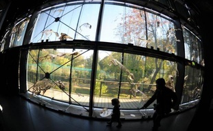 Autrefois vitrines de mondes exotiques, les muséums s'affirment de plus en plus dans un rôle de témoins scientifiques de l'évolution de la biodiversité, tout en assumant leur mission pédagogique pour les trois millions d'érudits et de curieux qui les fréquentent.