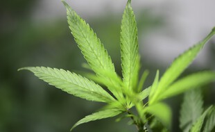 Un plant de cannabis. (illustration)