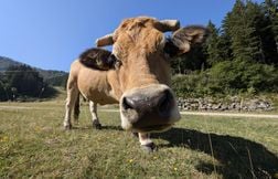 Tous les bovins d’un élevage de l’Ain vont être abattus, contaminés par la …