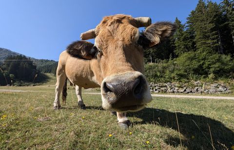 Tous les bovins d’un élevage de l’Ain vont être abattus, contaminés par la DNC