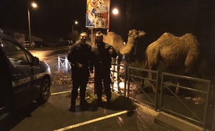 Les trois chameaux s'étaient évadés d'un cirque.