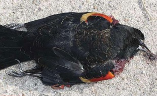 Un oiseau mort dans une rue de Beebe, dans l'Arkansas (Etats-Unis), le 1er janvier 2011.