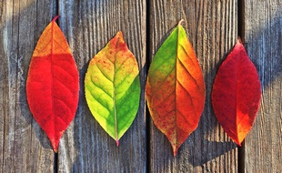 Illustration de l'automne