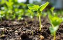 Ce secret de jardiniers à absolument faire à la mi-août protège vos poireaux des ravageurs et booste votre récolte