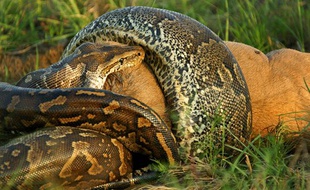 Un python africain, dans le parc national Kruger, en Afrique du Sud.