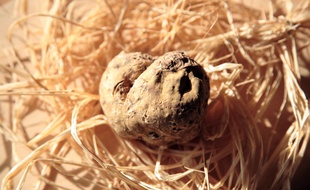 La ville d'Alba est si fière de ses truffes qu'elle leur consacre une foire devenue célèbre dans le monde entier.